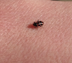 Eriopis magellanica