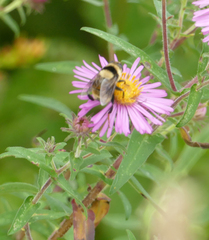 Eristalis flavipes
