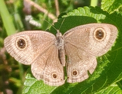 Ypthima pandocus
