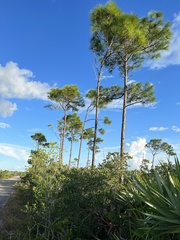 Pinus elliottii densa