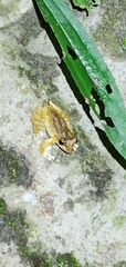 Buergeria robusta