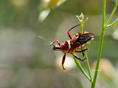 Apiomerus flaviventris