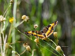 Chlosyne californica