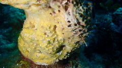 Ircinia