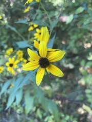 Coreopsis tripteris