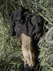 Helvella vespertina