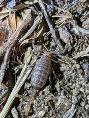 Paruroctonus silvestrii