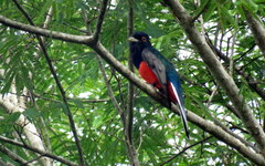 Trogon surrucura