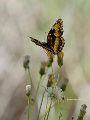 Chlosyne californica