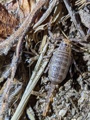 Paruroctonus silvestrii