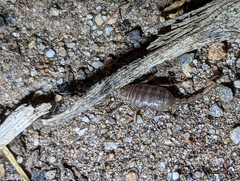Paruroctonus silvestrii