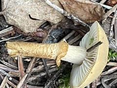 Cystoderma