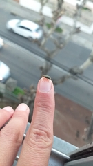 Xanthogaleruca luteola