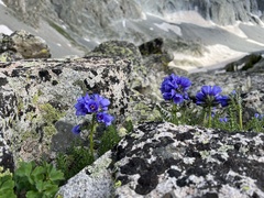 Polemonium confertum