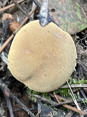 Cystoderma