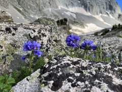 Polemonium confertum