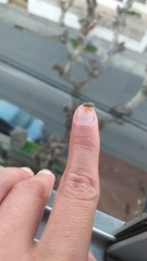 Xanthogaleruca luteola