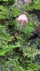Mycena nebula
