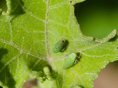 Cicadellinae