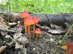 Hygrocybe conica