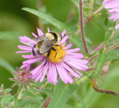Eristalis flavipes