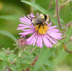 Eristalis flavipes