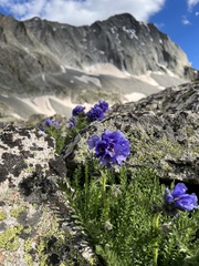 Polemonium confertum