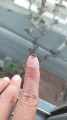 Xanthogaleruca luteola