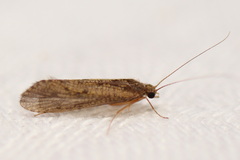 Hydrobiosidae