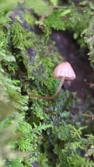 Mycena nebula
