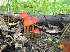 Hygrocybe conica