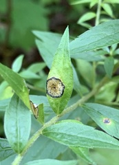 Asteromyia carbonifera