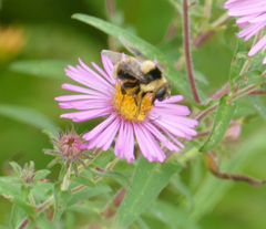 Eristalis flavipes