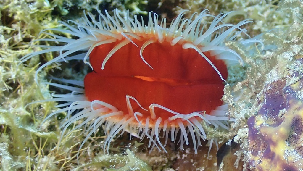 Smooth Flame Scallop
