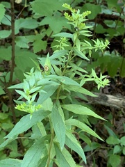 Asteromyia carbonifera