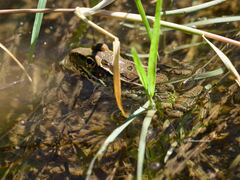 Lithobates yavapaiensis