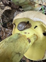 Butyriboletus brunneus