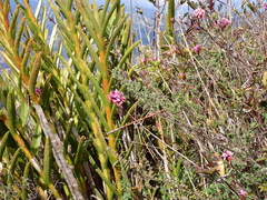 Epidendrum secundum
