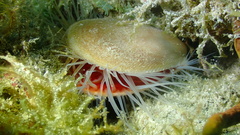 Ctenoides scaber