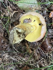 Butyriboletus brunneus