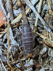 Paruroctonus silvestrii