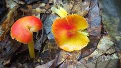Hygrocybe occidentalis
