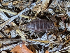 Paruroctonus silvestrii