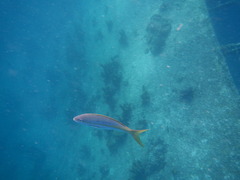 Ocyurus chrysurus