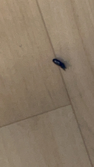 Scarites subterraneus