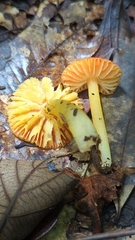 Hygrocybe occidentalis