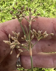 Fimbristylis