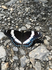 Limenitis arthemis arthemis