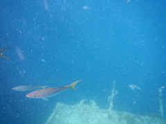 Ocyurus chrysurus