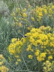 Limenitis weidemeyerii